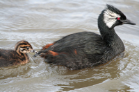 grebe-andchick